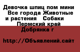 Девочка шпиц пом мини - Все города Животные и растения » Собаки   . Пермский край,Добрянка г.